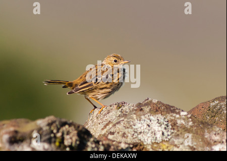 Un prato Pipit ( Anthus pratensis ) nella brughiera, Yorkshire Dales, England, Regno Unito Foto Stock