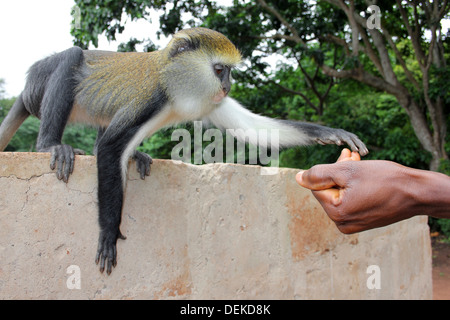 Campbell's Mona Monkey Cercopithecus campbelli raggiungendo a mano le guide Foto Stock