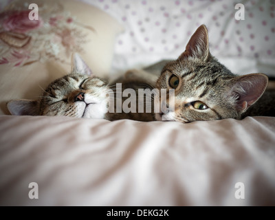 Due gattini dormono insieme Foto Stock