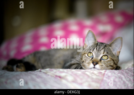 Gattino sul letto Foto Stock