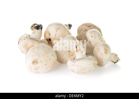 Appena raccolto pulsante bianco di funghi su sfondo bianco Foto Stock