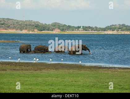 Una mandria di dello Sri Lanka elephant prendere un bagno in un fiume nel Minneriya National Park, Sri Lanka Foto Stock