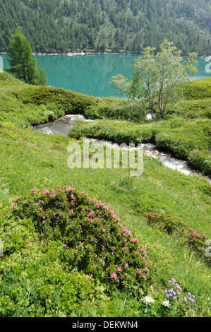 Fiume al Lago Ritom sulle alpi svizzere Foto Stock