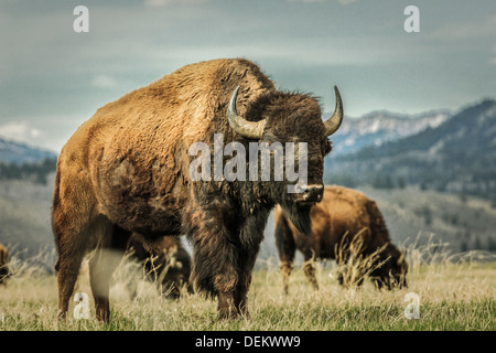 Buffalo pascoli erbosi in campo rurale Foto Stock