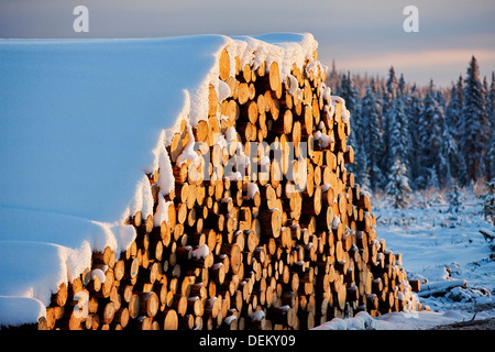 Pila di tronchi coperti di neve Foto Stock