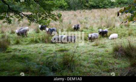 Llandovery, Wales UK venerdì 20 settembre 2013. Herdwick pecore al pascolo su un pomeriggio autunnale nel Galles Occidentale. Llandovery mantiene annuale del Festival di pecora 28 e 29 settembre. Kathy deWitt/Alamy Live News Foto Stock