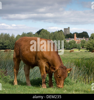 Una mucca marrone al pascolo vicino a Sudbury nel Suffolk, Inghilterra. Foto Stock