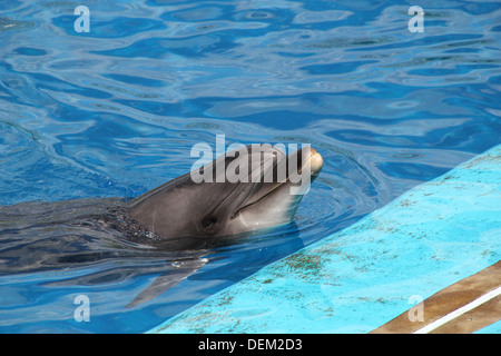 Il tursiope o delfino maggiore durante uno spettacolo all'acquario oceanografico Marine Park a Valencia, Spagna Foto Stock