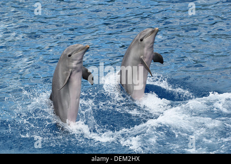 Dal naso a bottiglia delfini arretrando, supportato dalla loro coda all'acquario oceanografico Marine Park & Zoo in Valencia, Spagna Foto Stock