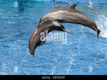 Dal naso a bottiglia delfini salto in alto l'aria & facendo salti mortali in acquario oceanografico Marine Park & Zoo in Valencia, Spagna Foto Stock