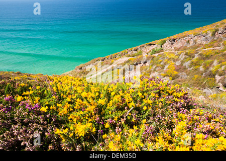 Erica e ginestre fioritura al di sopra delle scogliere sul mare vicino a St Agnes, Cornwall, Regno Unito. Foto Stock