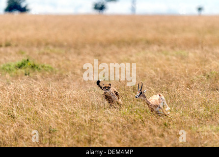Ghepardo adulto a caccia la caccia Thomson gazzella Masai Mara Kenya Africa Foto Stock