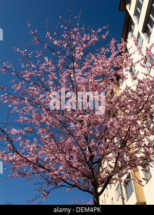 Cherry Tree With Pink Blossoms, Low Angle View Foto Stock