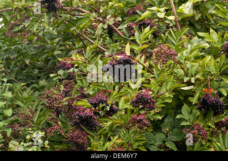 Arbusto di sambuco con sambuchi Sambucus nigra Foto Stock