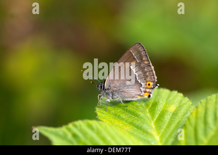 Viola Hairstreak Butterfly; Quercusia quercus; Cornovaglia; Regno Unito Foto Stock