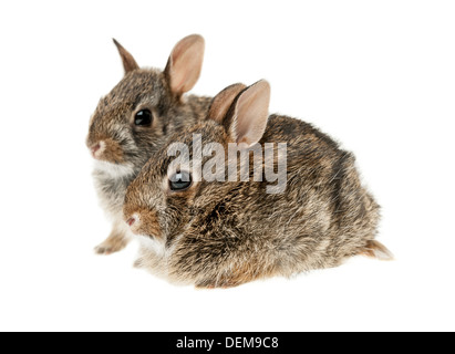 Ritratto di due baby selvatici coniglio silvilago isolati su sfondo bianco Foto Stock
