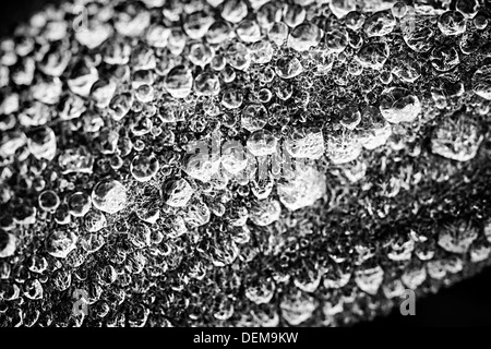 Macro closeup di gocce di rugiada su foglie in bianco e nero Foto Stock