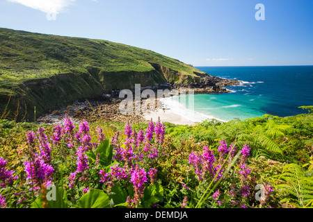 Cornish paesaggi costieri a Porthmeor Cove vicino Zennor, UK, con Viola loosestrife (Lythrum salicaria) Foto Stock