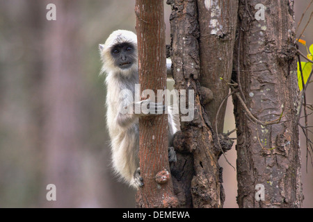 Langur Monkey tenuta su di un albero in Kanha riserva nazionale, India Foto Stock