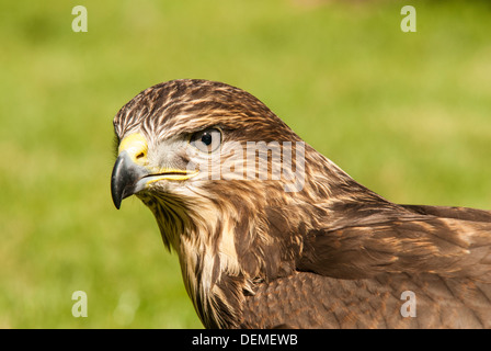 La poiana testa e le spalle al centro di falconeria in close-up. Foto Stock