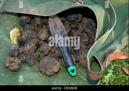 Tartufo professionale hunter Tom Lywood assistito dal suo Tartufo Italiano cani da caccia la ricerca in una Berkshire,UK woodland per la lingua inglese i tartufi neri Foto Stock