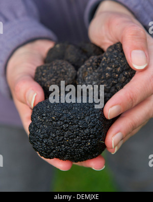 Tartufo professionale hunter Tom Lywood assistito dal suo Tartufo Italiano cani da caccia la ricerca in una Berkshire,UK woodland per la lingua inglese i tartufi neri Foto Stock