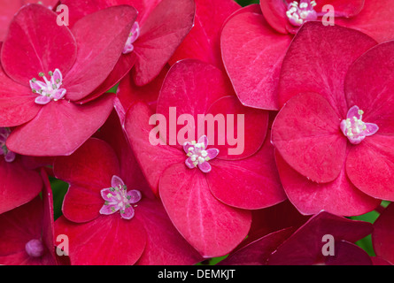 Foto macro di colore rosso brillante i fiori delle ortensie Foto Stock