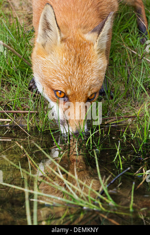 Close-up di un rosso volpe (Vulpes vulpes) bere da un flusso, riflessa nell'acqua Foto Stock