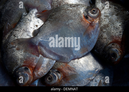 Un sacco di pesce appena pescato nel fiume del Amazon attendono memorizzato per la vendita ai mercati del pesce. Foto Stock