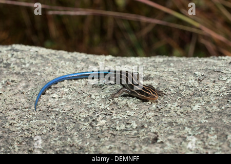 I capretti cinque-rigato skink crogiolarvi al sole su una roccia Foto Stock