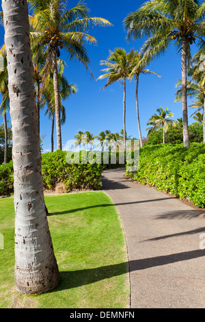 Palme di cocco a Napili Point in Maui, Hawaii. Foto Stock