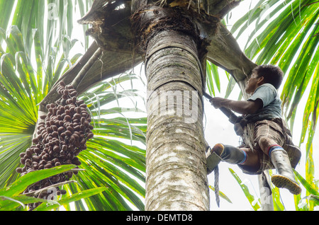 Palm sostenibile la raccolta da arrampicata o Aguaje Buiti Mauritia flexuosa, Rio Napo, Amazzonia, Perù Foto Stock