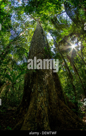 Honduregni o big-foglia di mogano (Swietenia macrophylla), la foresta pluviale di albero di legno, il Parco Nazionale del Manu, Perù Foto Stock