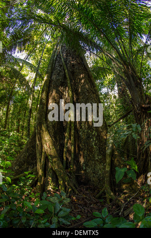 Honduregni o big-foglia di mogano (Swietenia macrophylla), la foresta pluviale di albero di legno, il Parco Nazionale del Manu, Perù Foto Stock