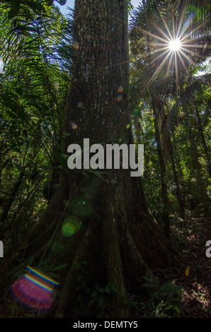 Honduregni o big-foglia di mogano (Swietenia macrophylla), la foresta pluviale di albero di legno, il Parco Nazionale del Manu, Perù Foto Stock