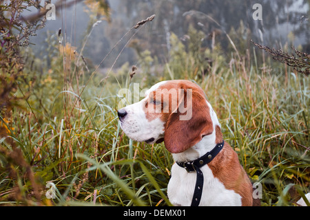 Cane da caccia nella mattinata nebbiosa nella foresta Foto Stock