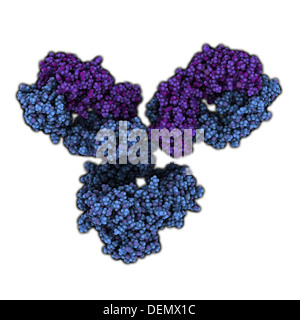 La IgG1 anticorpo monoclonale immunoglobulina (). Svolgere il ruolo essenziale di immunità contro i batteri e i virus. Foto Stock