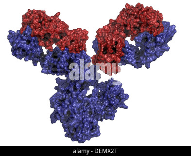 La IgG1 anticorpo monoclonale immunoglobulina (). Svolgere il ruolo essenziale di immunità contro i batteri e i virus. Foto Stock