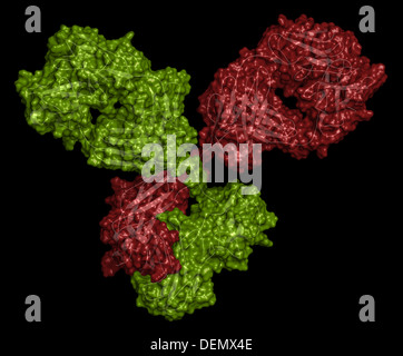 La IgG1 anticorpo monoclonale immunoglobulina (). Svolgere il ruolo essenziale di immunità contro i batteri e i virus. Foto Stock