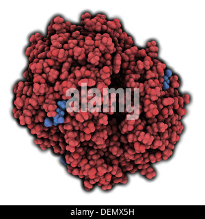 L'emoglobina (umana, Hb) molecola proteica, struttura chimica. Ferro-ossigeno contenente proteina di trasporto che si trova nelle cellule rosse del sangue. Foto Stock