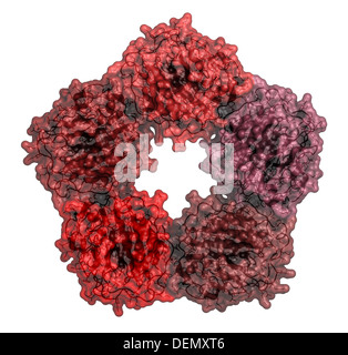 La proteina C reattiva (CRP, umano) infiammazione biomarker, struttura chimica del sangue aumenta i livelli di infezione e di infiammazione Foto Stock