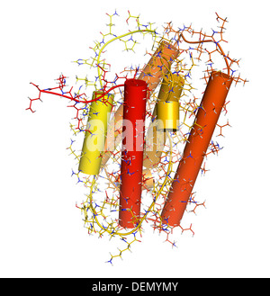 Interferone alfa 2a (IFNA2 molecola). Interferone pegilato analoghi di questa citochina sono utilizzati per il trattamento di epatite B e C le infezioni. Foto Stock