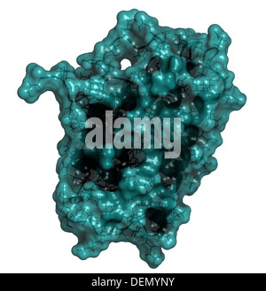 Interferone alfa 2a (IFNA2 molecola). Interferone pegilato analoghi di questa citochina sono utilizzati per il trattamento di epatite B e C le infezioni. Foto Stock