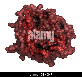 La trombina sangue-enzima di coagulazione umano alfa-trombina molecola è una proteina chiave alla cascata di coagulazione del sangue. Foto Stock