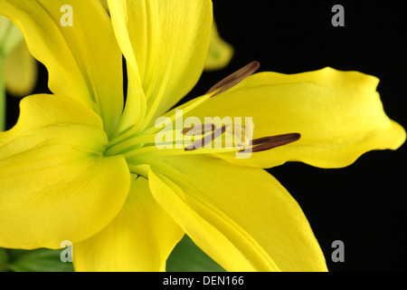 Giglio giallo fiore su uno sfondo nero Foto Stock