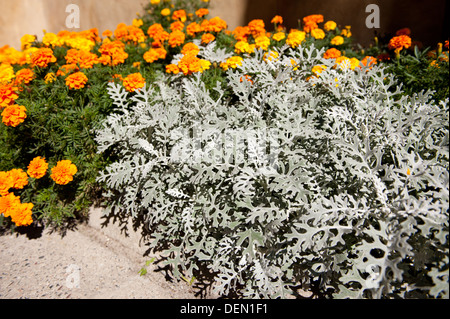 Composizione di tagetes e Artemisia stelleriana Foto Stock