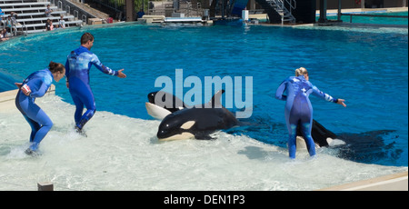 I formatori di interagire con le orche assassine al Seaworld di San Diego Foto Stock