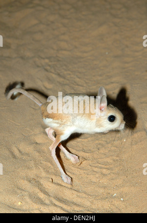 Maggiore Jerboa egiziano, Jaculus orientalis Foto Stock