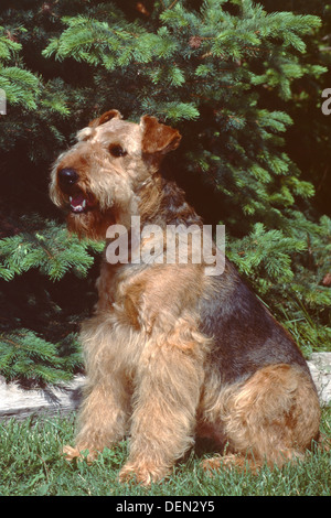 Airedale Terrier seduto in erba Foto Stock