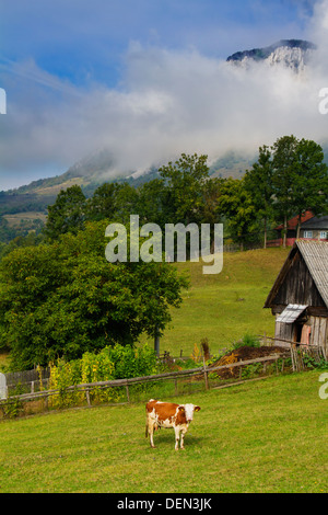 Mattinata estiva del paesaggio in Apuseni Mountains-Romania Foto Stock